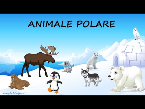 🐧🦌Animale de la Poli | Animale polare | Curiozități despre animalele polare | Animalele polare