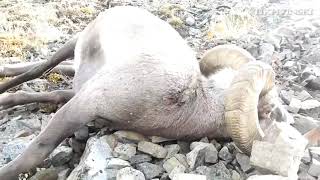 Sheep Hunt in Russia (Yakutia) 2019