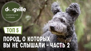 ТОП 5 Пород собак, о которых вы НЕ СЛЫШАЛИ - Часть 2