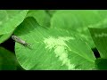 Snakefly raphidiidae on clover leaves  wildlife episode  diversity of nature  insects behavior