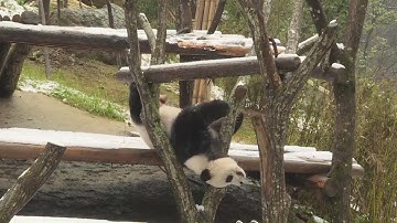 Giant Pandas Plays in the Snow in China