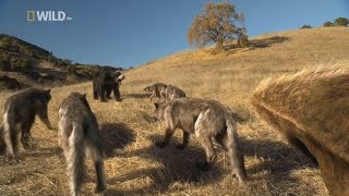 Competitors Of The Dire Wolf | Prehistoric Predators Episode 2