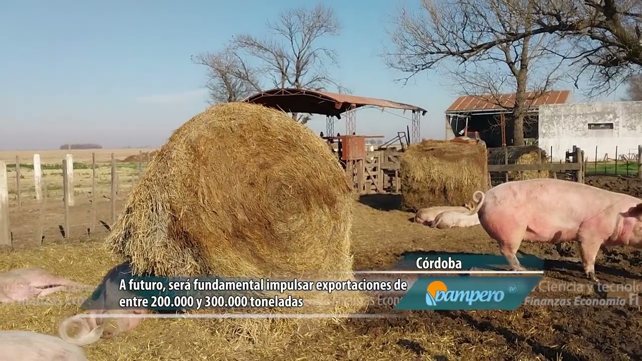 Perspectivas para la producción porcina