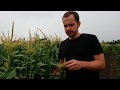 Добрыня кукуруза Краснодар