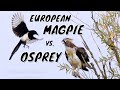 European magpie harasses osprey  elster nervt fischadler