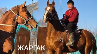 ПАЙ ПАЙ ПАЙ   ДОНЧАК  Үсөн Балбандан Сатууга Чыкты 