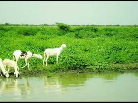 الفنان راحيل ديم منت آب متى ستعرف كم