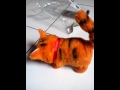 Mainan Robot Kucing lucu syahrini maju mundur murah loh, sayang anak, seperti aslinya.