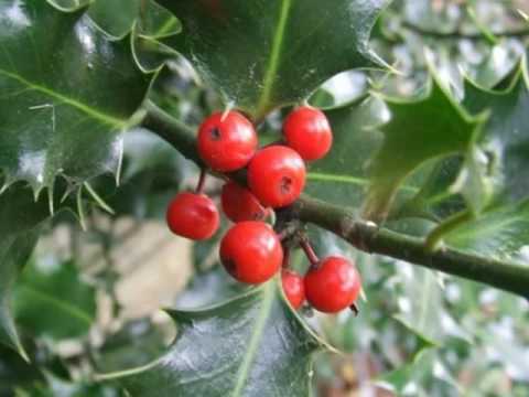 Ilex aquifolium