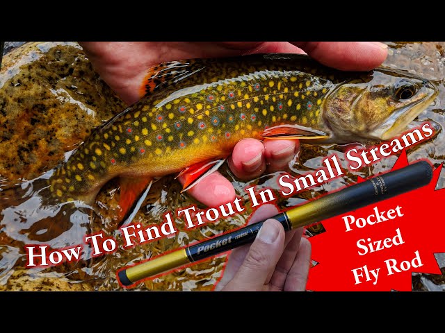 How to Find Trout in Small Streams [Pocket Sized Fly Rod] 