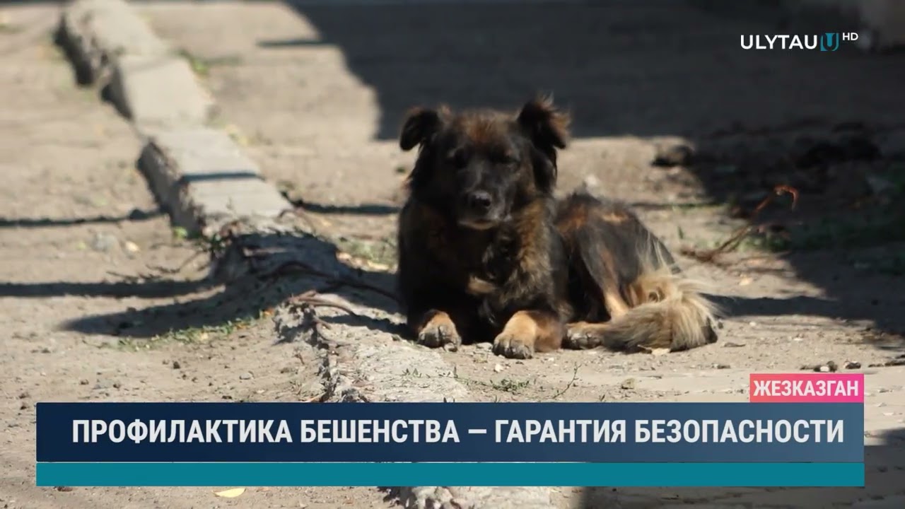 ПРОФИЛАКТИКА БЕШЕНСТВА — ГАРАНТИЯ БЕЗОПАСНОСТИ