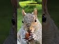 Maxine the Brave &amp; Friendly Squirrel shows in Slow Motion her Eating Technique!