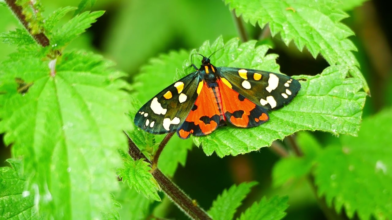Wildlife Chronicles - The Scarlet Tiger Moth