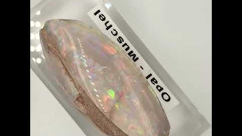 Opal Muschel Australian Coober Pedy Opal Shell Fossil Specimen 125 ct.