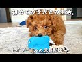 ［子犬との暮らし］極小プードルと過ごす成長の記録｜〜夫婦が初めて迎えた大切な家族の日常〜