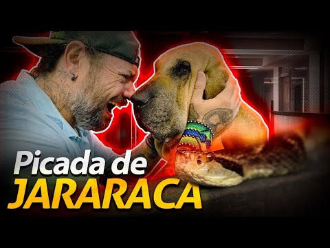 MINHA CADELA FOI PICADA POR UMA JARARACA! | RICHARD RASMUSSEN