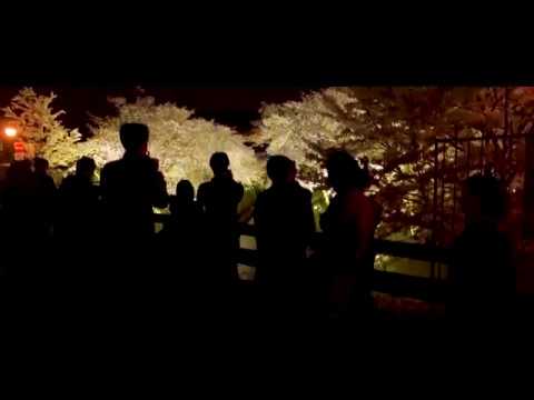 琵琶湖疏水 滋賀 22年桜祭り 夜桜ライトアップ 見頃情報 Amatavi