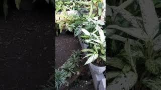 Menata taman depan rumah #terasrumah #tanamanhias