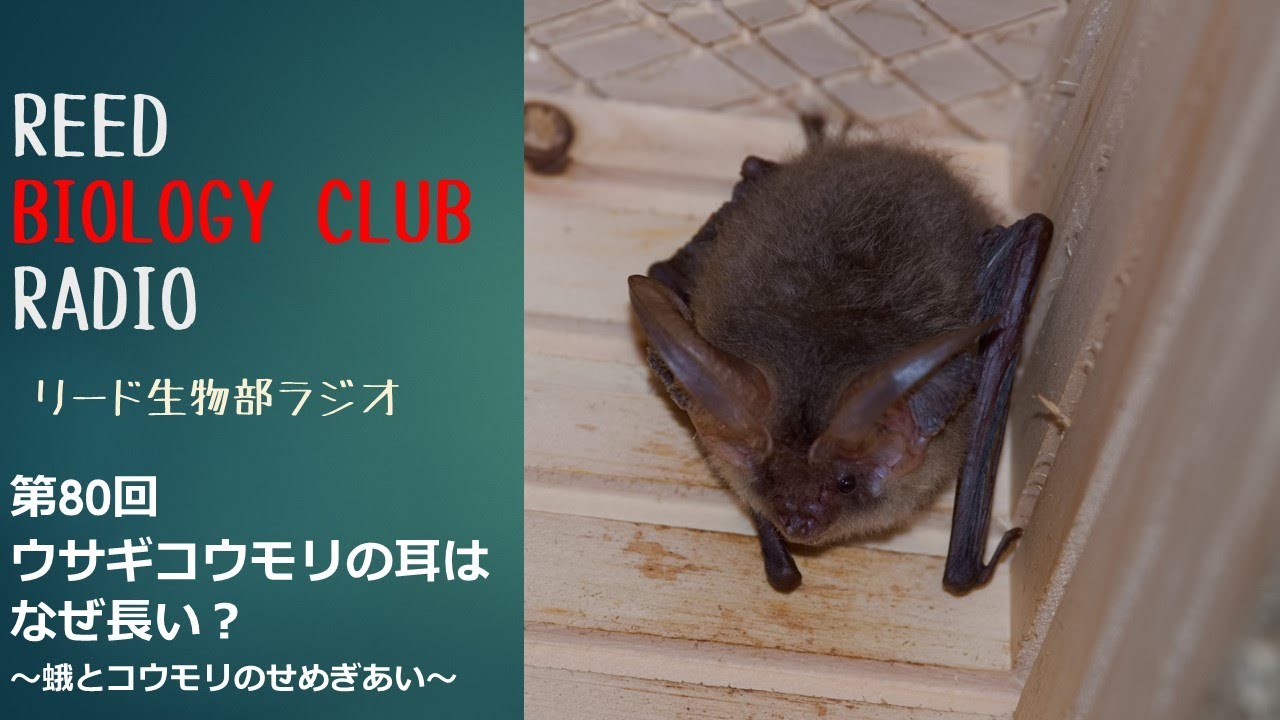 Hearing by Bats　（コウモリの聴覚） Hearing by Bats （コウモリの聴覚） Hearing by Bats （コウモリの