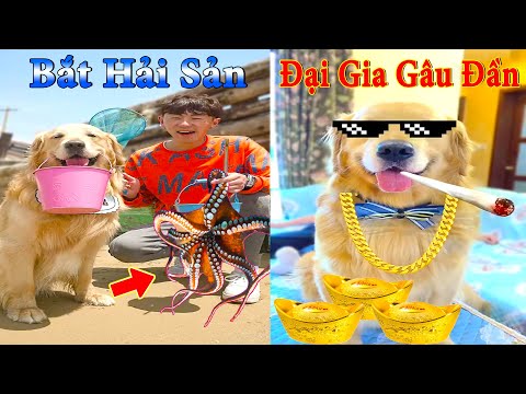 Thú Cưng TV | Dương KC Pets | Gia Đình Gâu Đần #23 | Chó Golden thông minh vui nhộn | funny cute dog