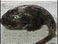 カジカの とも和え