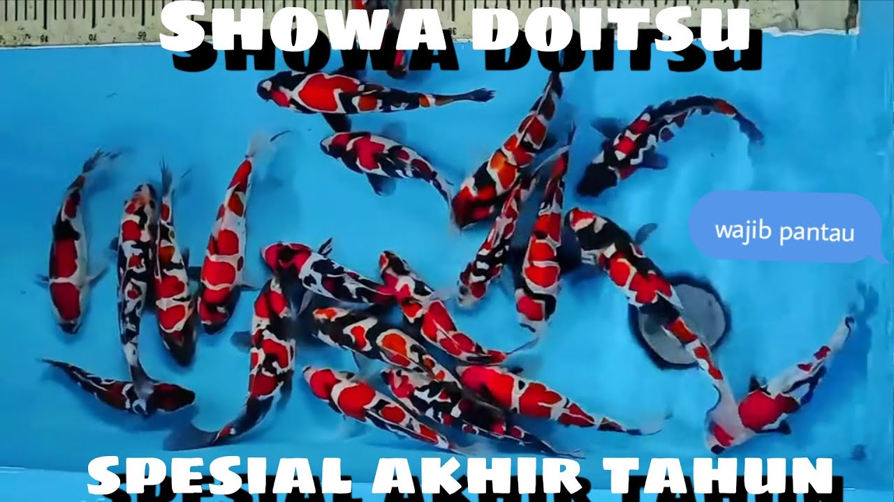 Indopride💯 spesial naruto Showa doitsu polosan🔥 high quality obral akhir tahun harga murcee murcee 