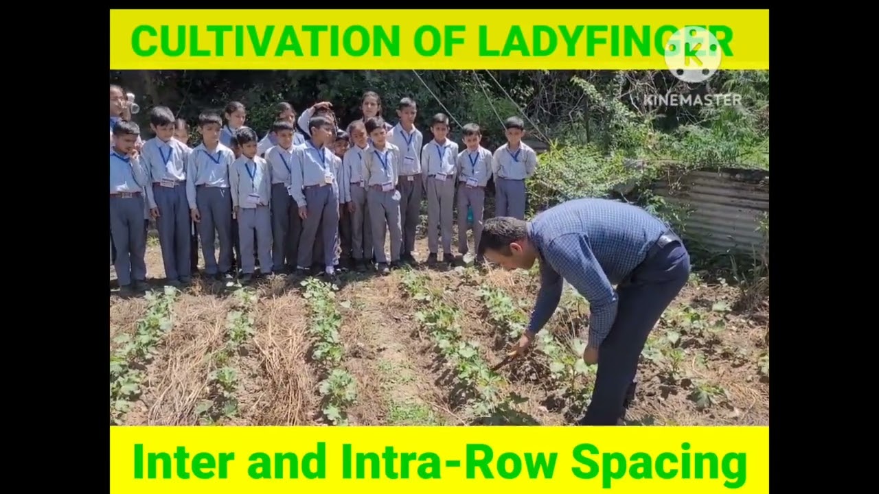 Cultivation of Ladyfinger || Inter and Intra-Row spacing