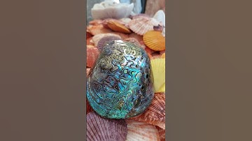 Amazing rainbow abalone shell! Haliotis Iris the Paua abalone!🌈 #beautiful #amazing #shell #abalone