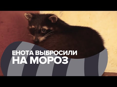 В Петербурге спасли замерзающего на улице енота / #shorts