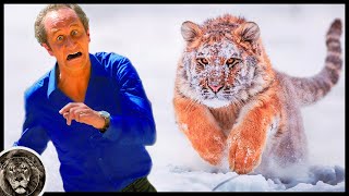 8 Ways How To Survive a Tiger Attack!