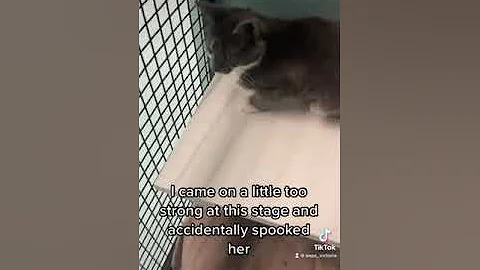 Shy cats often take twice as long to get adopted