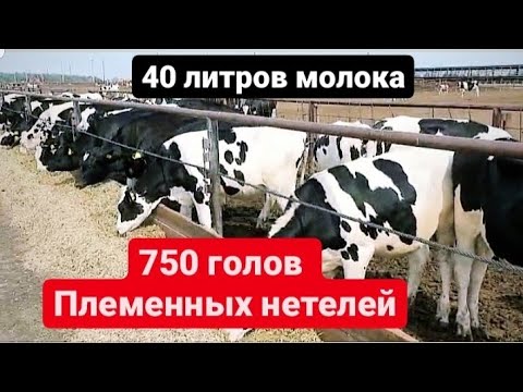 Крс Цены Купить Живым Весом