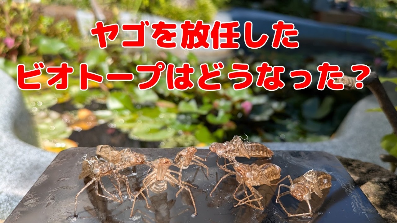 ビオトープのヤンマヤゴ、羽化させてみたら想像以上だった