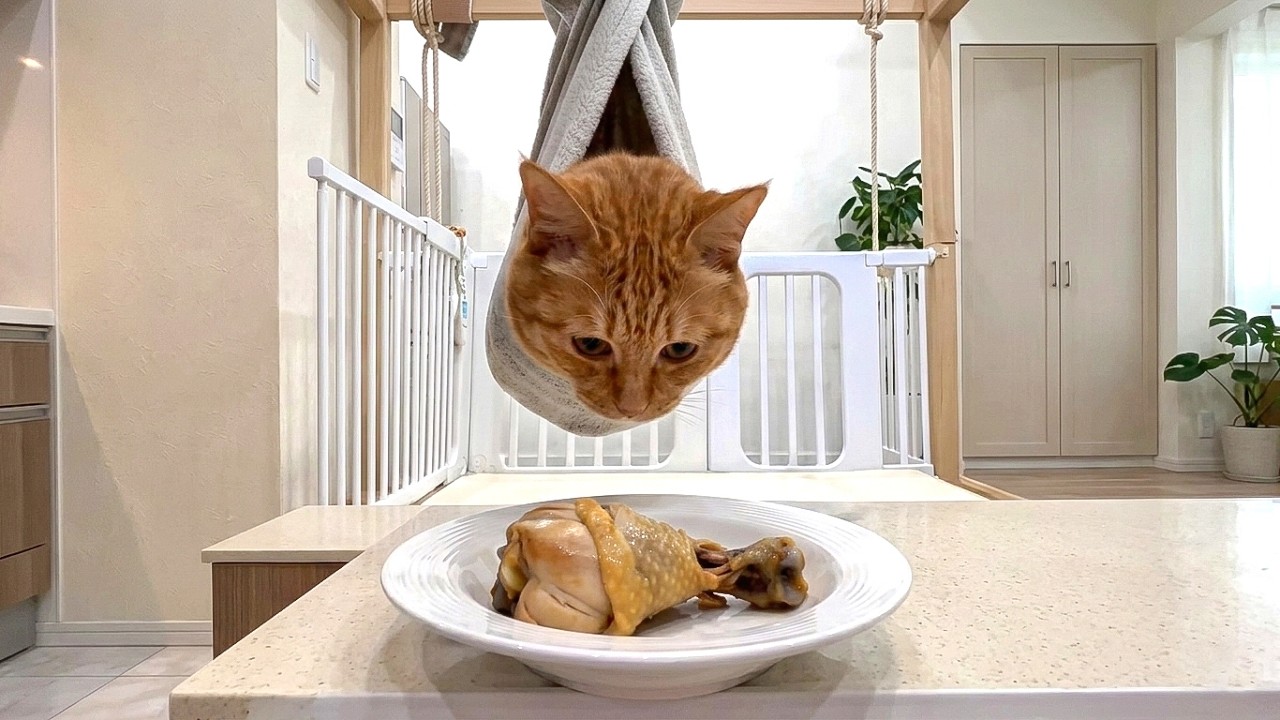 Daily Dose of Meows Day 2 🙀