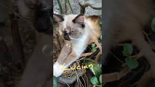 Lucian the Persian Kitty | Cat Lover | Feline