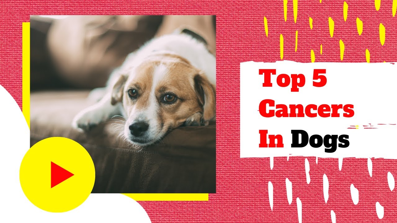 Top 5 Common Cancer Types In Dogs 2020 Dog Health Tips Dog Health Tips Pregnant Dog Dog Health Top 5 Common Cancer Types In Dogs 2020 Dog Health Tips Dog Health Tips Pregnant Dog Dog Health