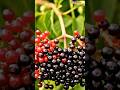 🍇Elderberry Growing 🟣 From Seed to Dark Berries! 🌿 #shorts #tranding #ai #elderberry #nature