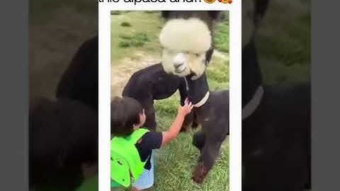 🦙🦙🦙😍 👶🏻👶🏻👶🏻👶🏻👶🏻 @#short