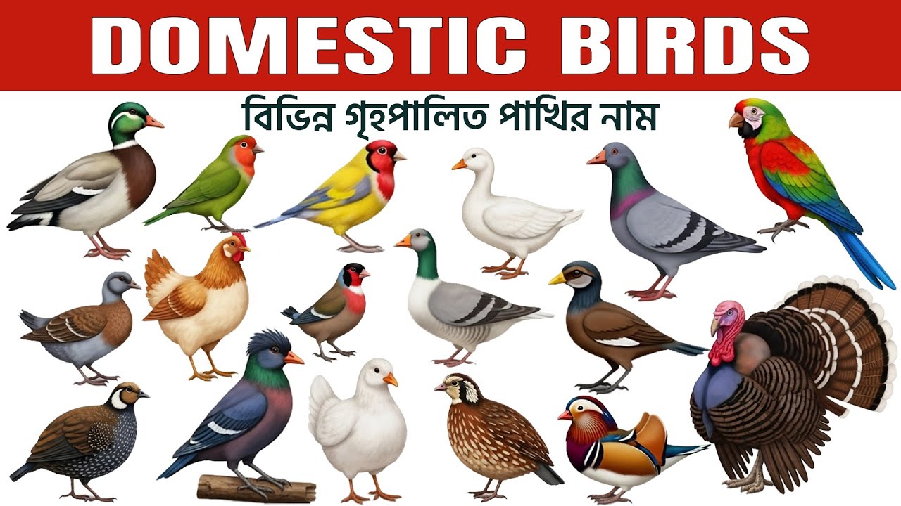 গৃহপালিত পাখির নাম | Domestic Birds in Bangla & English | Learn Domestic Birds Name for Kids
