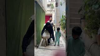 Eid Mubaraksabko From My Dumba ytshorts cow qurbanvlogs petlover animals bakra goat