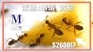 1$ Cake Vs. $80 Cake, Which one Will Ants Choose?! by  史考特 Walking Wild 13,032 views 3 years ago 6 minutes, 29 seconds