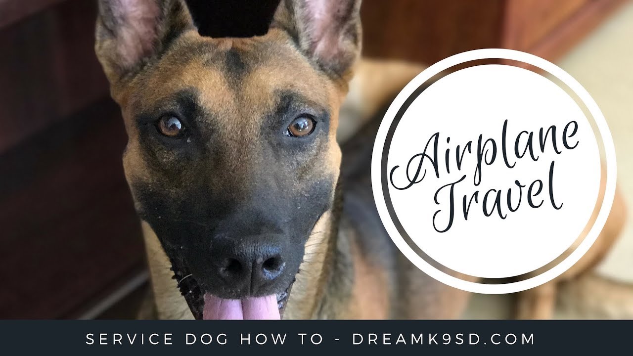 How to prep for airline travel with your service dog
