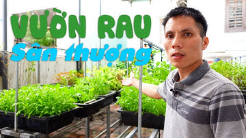 Trồng rau Sân thượng và Những lưu ý