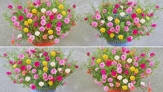 Creative Ideas, Recycle Trash to Make Beautiful Portulaca (Mossrose) Pots for Your Home