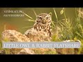 Little Owl &amp; Rabbit Flatshare | Steinkauz-WG am Wegesrand