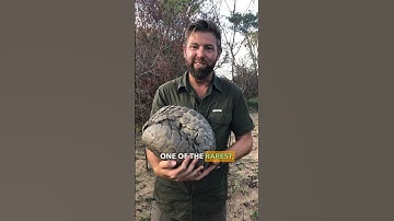 What Is Your Bucket List Animal Cuddle Buddy?