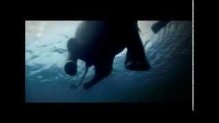 Swimming Elephants Of The Andaman Islands