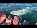 Gray Whale Adventures in Baja - Splashing #graywhale