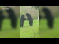 Black Bears Fight In Front Of Jersey Man S Home Black Bears Fight In Front Of Jersey Man S Home