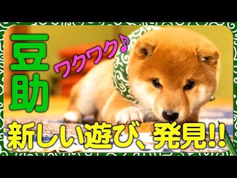 豆助んち005】豆助、新しい遊びにワクワク！・5日目＜柴犬・豆柴